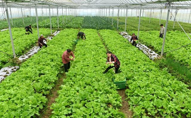 蔬菜 采收 菜篮子 市场 种植户 农民 大棚 基地  农时 收获 供应
 白菜