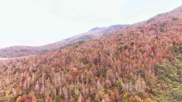   缤纷冬日景如画