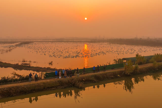 洞庭湖东古湖观鸟