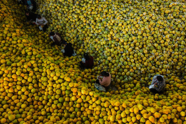 香柚储藏仓里的繁忙景象