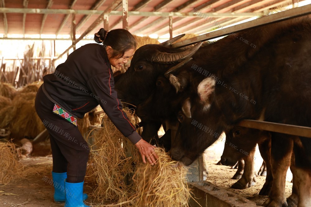 故事、养殖、养牛、水牛、农业