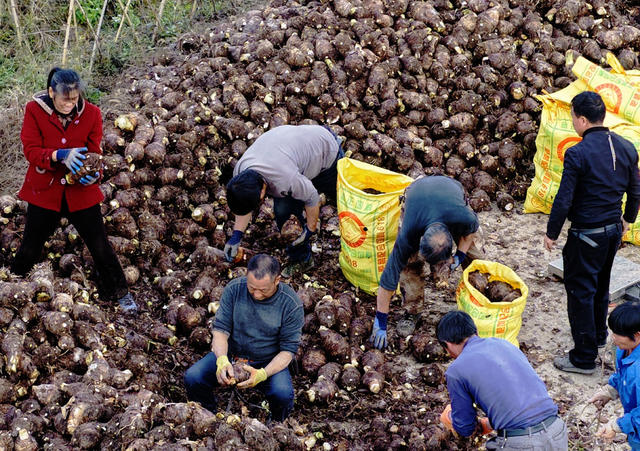 蓝山：香芋产业助增收