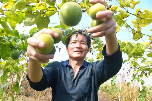 小小罗汉果  增收大产业