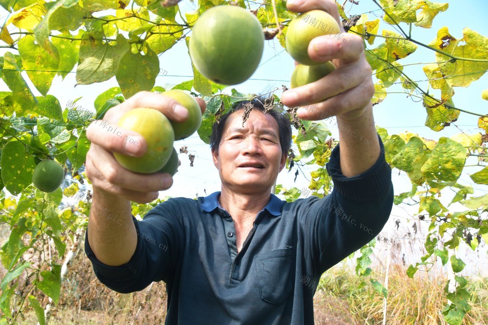 小小罗汉果  增收大产业