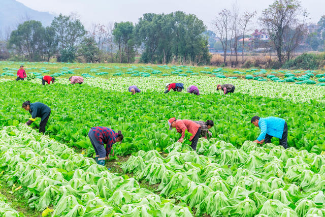 冬至  蔬菜  采收  繁忙