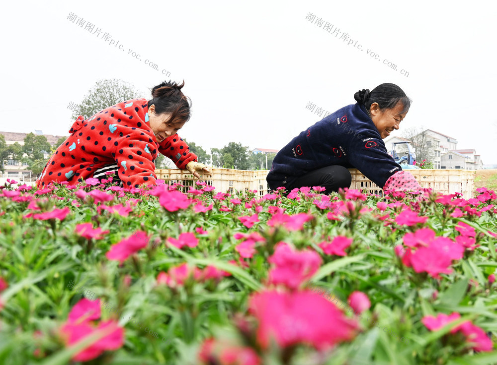 二十四节气  冬至  农事  花圃  花卉  节日消费  装饰