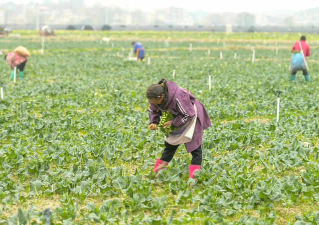 湖南道县：冬至农事忙 