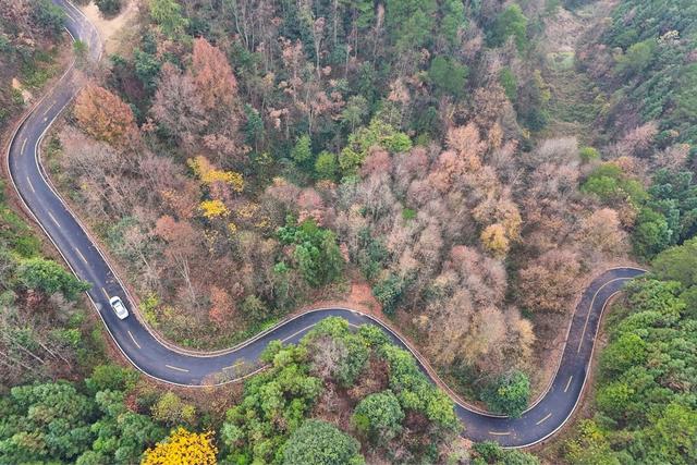 公路、交通、农村、生态、树林