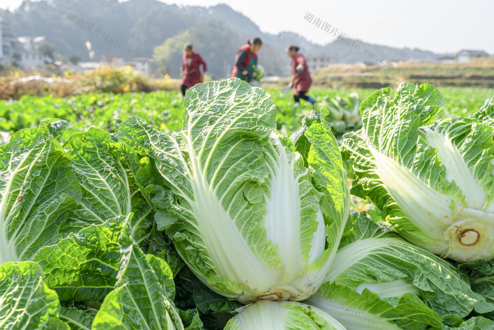 采收白菜保供应  确保乡村蔬菜经济全年红