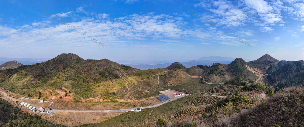 茶场  茶园  旅游  风景  乡村  振兴