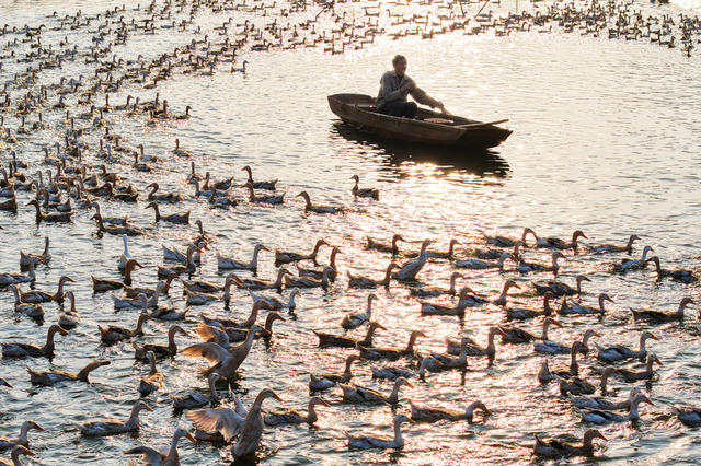 养鸭，鸭蛋 增收