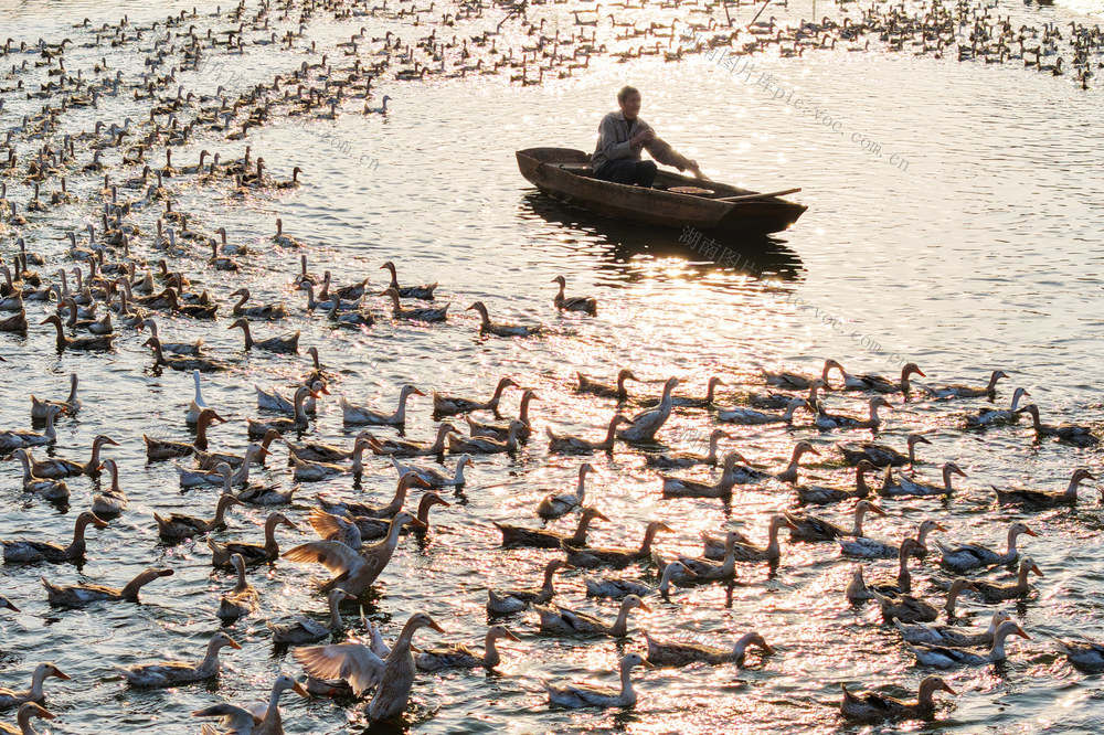 养鸭，鸭蛋 增收