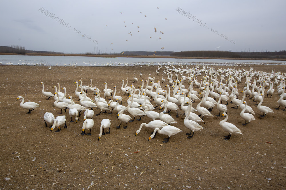 游客 观光 游玩 打卡 拍照 天鹅 觅食 玩耍 游弋 嬉戏 栖息 白天鹅 红嘴鸥 天鹅湾 摄影师 黄河湿地 浅滩湿地 人与自然 和谐共生 天鹅湖国家城市湿地公园
