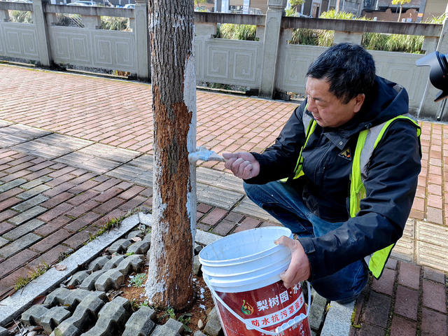 湖南桂东 园林工人  绿化树 冬衣