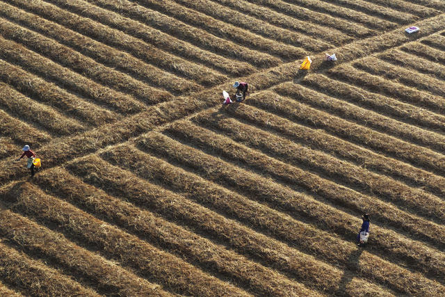嘉禾：种植中药材   助农增收入
