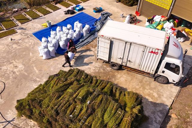 钩藤、农业、农产品、加工、产业