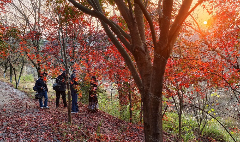 湖南  常宁  樱花园  红枫  美景