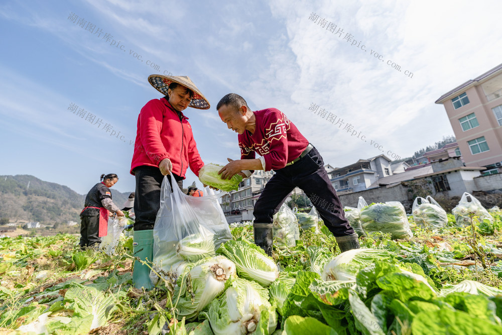 白菜 订单 乡村振兴