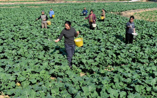 油菜，施肥，田间，田间管理，越冬，农事，农时，忙碌，农业，农民，作业，油菜地