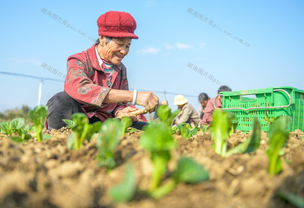 湖南道县：蔬菜栽种忙