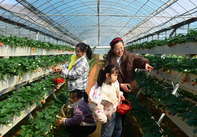 蓝山：立体栽培  产业增收