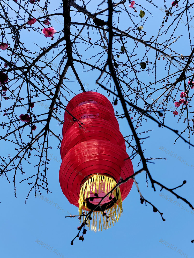 湖南桂东 梅苞 灯笼 蓝天 双节 画