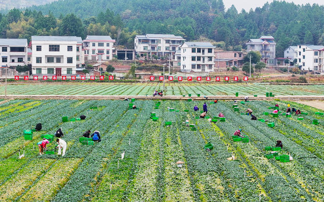 冬种  蔬菜  增收  促振兴