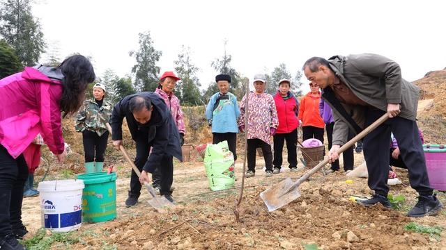 农业、冬桃、吉首、湘西