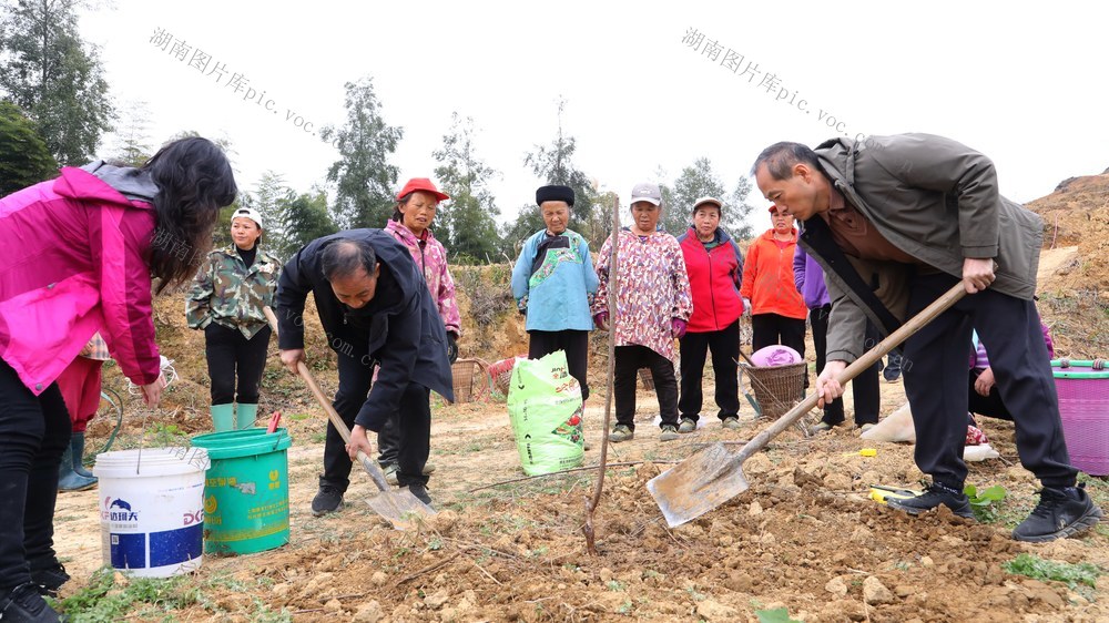 农业、冬桃、吉首、湘西