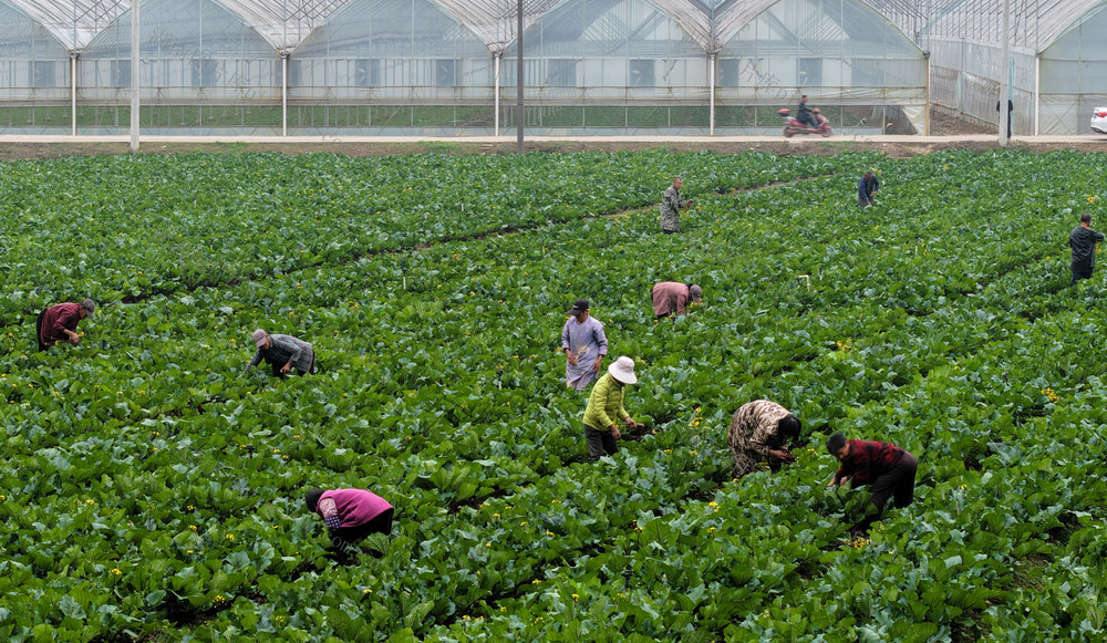嘉禾：采摘蔬菜  供应节日市场