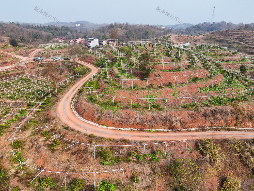 水果  金桔  脆皮  特色  种植   丰收  