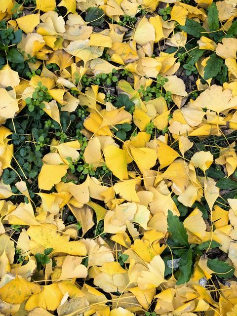 风景 银杏叶 落叶