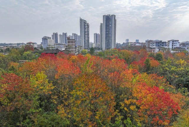 冬景   彩林   民居   美景  
 自然环境