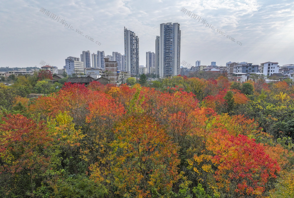 冬景   彩林   民居   美景  
 自然环境