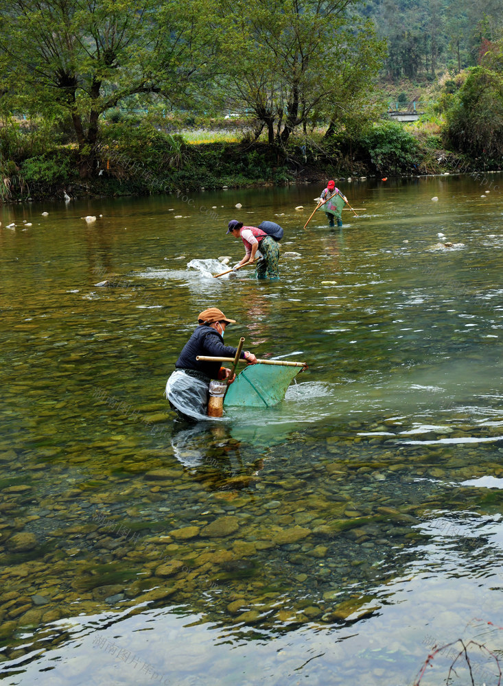 桃花虫 村民 捕捞 增收