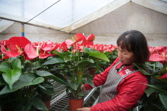 桂东普乐 红掌 乡村振兴 “致富花”