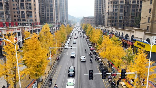 宁远 银杏 观赏 