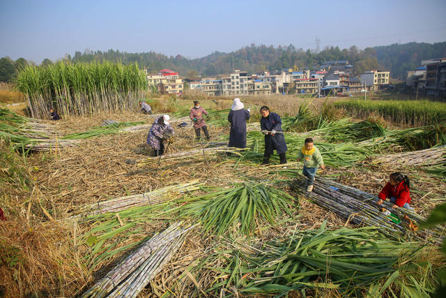 红糖 甘蔗 农产品 传统村落 古法红糖 乡村振兴 经济 一村一品 农业 农村