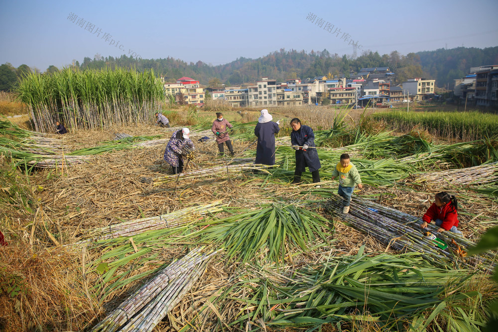 红糖 甘蔗 农产品 传统村落 古法红糖 乡村振兴 经济 一村一品 农业 农村