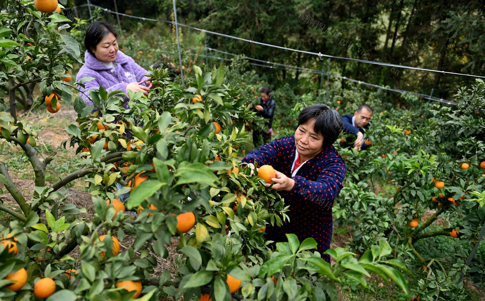 大雪，节气，采收，采摘，农事，劳作，冬季，农业，农民，柑橘，柑橘园，田间地头，管护