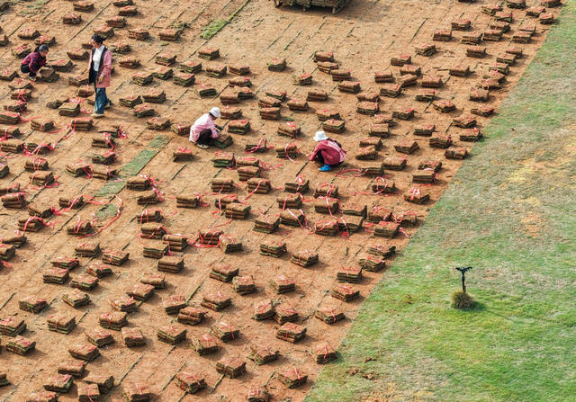 湖南道县：草皮采收忙