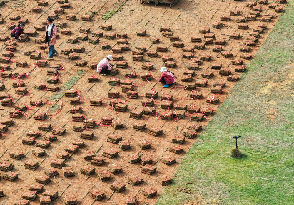 湖南道县：草皮采收忙