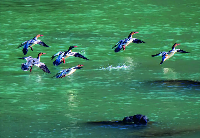 河湖美  鸟儿欢