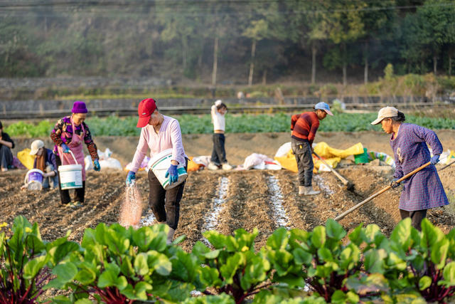 大雪 西门口村 马铃薯