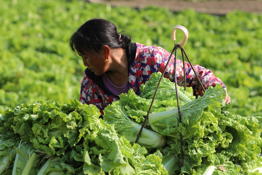 大雪 湘西 白菜 苗族 土家族 农民  节气 辣椒 马铃薯 吉首 乾州 西门口