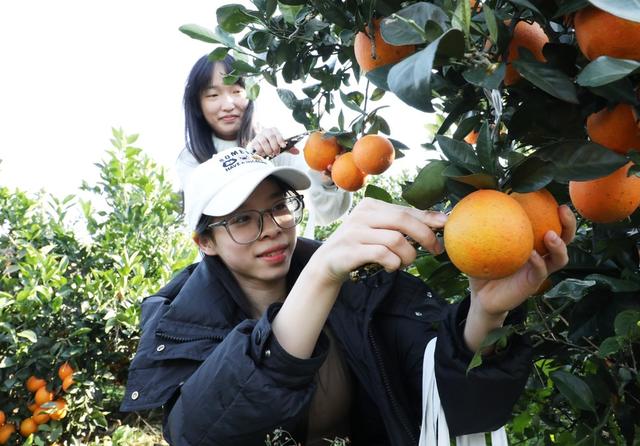 乡村旅游采摘促农增收