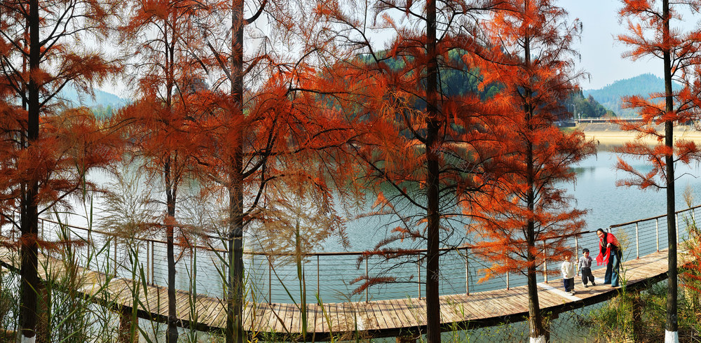 嘉禾：冬日水杉景色美