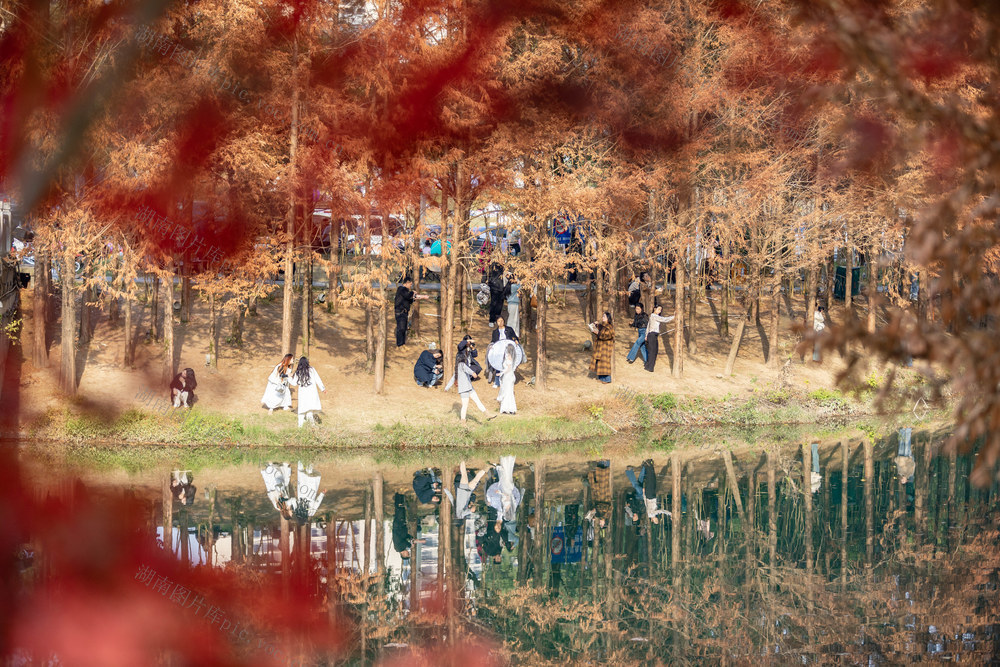 水杉 湾溪河 色彩斑斓