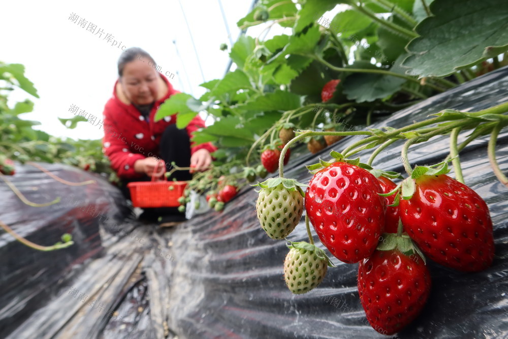 保障  果篮子  鲜果供应  草莓
