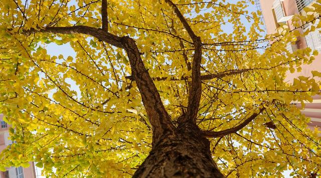 郴州 文化路 银杏